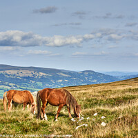 Buy canvas prints of Wild Horses on the Brecon Beacons by Gordon Maclaren