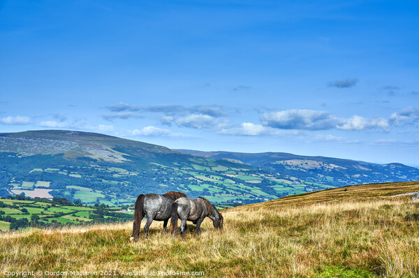 Wild Horses on the Brecon Beacons Picture Board by Gordon Maclaren