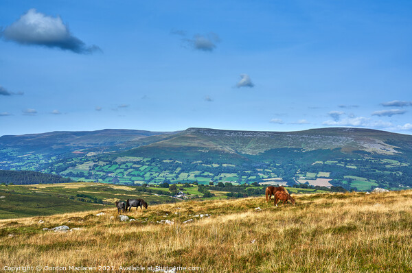 Wild Horses grazing on the Brecon Beacons Picture Board by Gordon Maclaren