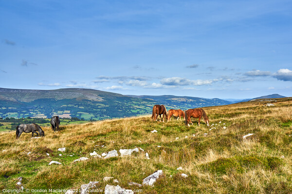 Wild Horses grazing on the Brecon Beacons Picture Board by Gordon Maclaren