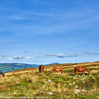 Buy canvas prints of Wild Horses grazing on the Brecon Beacons by Gordon Maclaren
