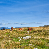 Buy canvas prints of Wild Horses grazing on the Brecon Beacons by Gordon Maclaren