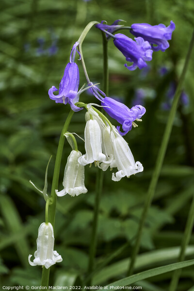 Bluebells and white bluebells Picture Board by Gordon Maclaren