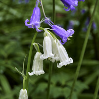 Buy canvas prints of Bluebells and white bluebells by Gordon Maclaren