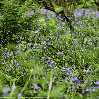 Buy canvas prints of Bluebells in the woods, Cefn One Park, Cardiff by Gordon Maclaren