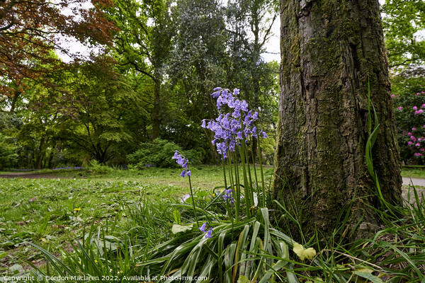 Bluebells in Cefn Onn Park, Cardiff Picture Board by Gordon Maclaren