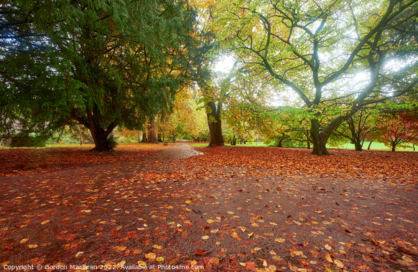 Autumn in Bute Park, Cardiff, South Wales Picture Board by Gordon Maclaren