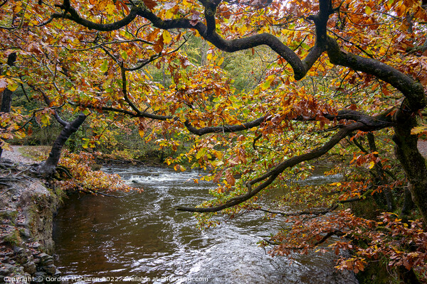 Autumn on the Afon Pyrddin, Pontneddfechan Picture Board by Gordon Maclaren