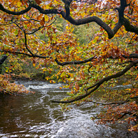 Buy canvas prints of Autumn on the Afon Pyrddin, Pontneddfechan by Gordon Maclaren