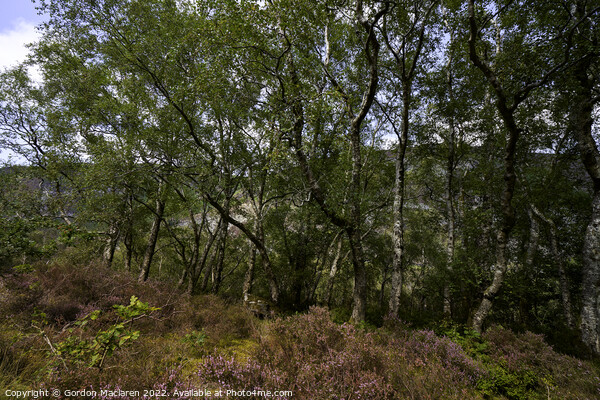 Heather and Downy Birch, Elan Valley, Wales Picture Board by Gordon Maclaren