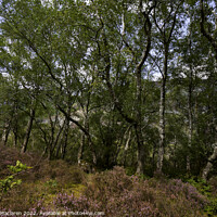 Buy canvas prints of Heather and Downy Birch, Elan Valley, Wales by Gordon Maclaren