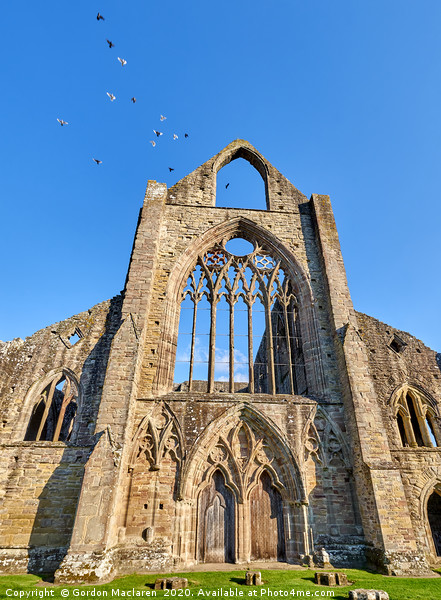 When Doves Fly, Tintern Abbey Picture Board by Gordon Maclaren