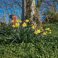 Buy canvas prints of Welsh Daffodils by Gordon Maclaren