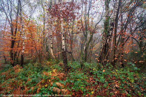 Autumn, Bargoed Woods Picture Board by Gordon Maclaren