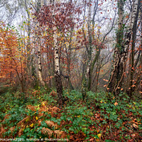 Buy canvas prints of Autumn, Bargoed Woods by Gordon Maclaren