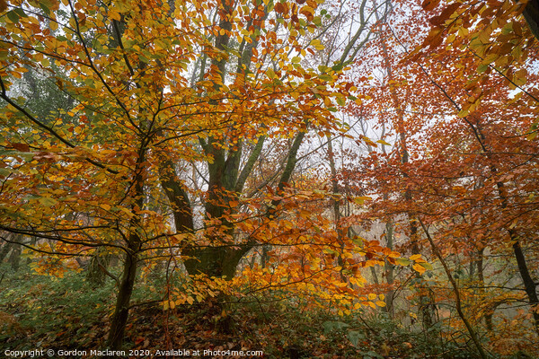 Fall Foliage Picture Board by Gordon Maclaren