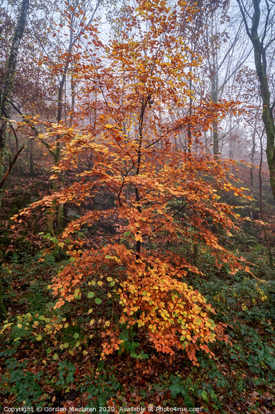 Autumn Tree Picture Board by Gordon Maclaren
