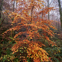 Buy canvas prints of Autumn Tree by Gordon Maclaren