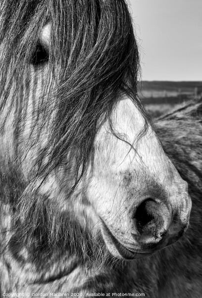 Portrait of a Wild Horse Picture Board by Gordon Maclaren
