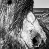 Buy canvas prints of Portrait of a Wild Horse by Gordon Maclaren