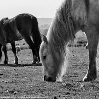 Buy canvas prints of Wild Horses by Gordon Maclaren