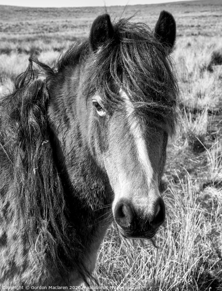 Black & White Equine Portrait Picture Board by Gordon Maclaren