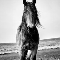 Buy canvas prints of A close up of a brown horse standing on top of a sandy beach by Gordon Maclaren