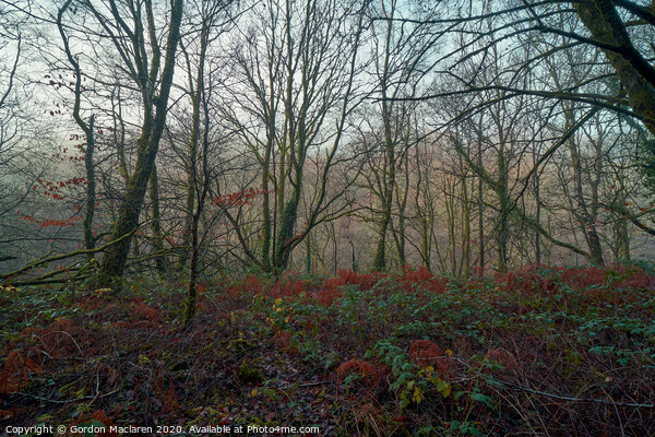 Misty Woodland Picture Board by Gordon Maclaren