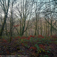 Buy canvas prints of Misty Woodland by Gordon Maclaren