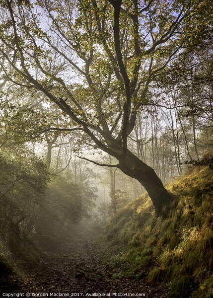 Autumn Mist in the forest Picture Board by Gordon Maclaren