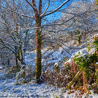 Buy canvas prints of Winter Woodland Scene by Gordon Maclaren