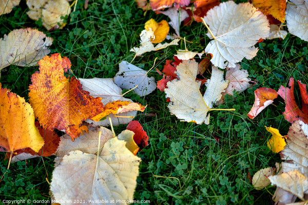 Autumn leaves Picture Board by Gordon Maclaren