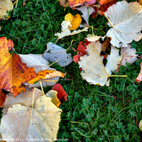 Buy canvas prints of Autumn leaves by Gordon Maclaren