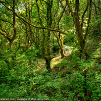 Buy canvas prints of Lush Green Forest and Ancient Woodland, Bargoed So by Gordon Maclaren