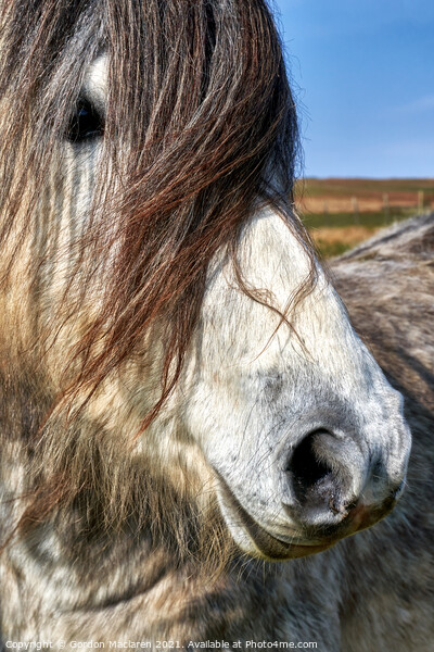 Portrait of a wild horse Picture Board by Gordon Maclaren