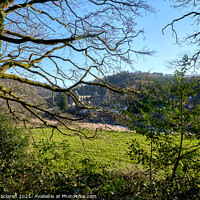 Buy canvas prints of Tintern Abbey Monmouthshire, viewed through the trees by Gordon Maclaren