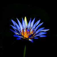 Buy canvas prints of South African Water Lily by Graham Crockford