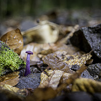 Buy canvas prints of Small purple mushroom, Costa Rica by Marco Diaz