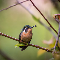 Buy canvas prints of White-throated mountaingem hummingbird by Marco Diaz
