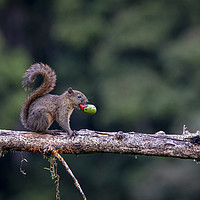 Buy canvas prints of Red-Tailed Squirrel by Marco Diaz