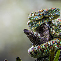 Buy canvas prints of  Blotched palm-pit viper by Marco Diaz