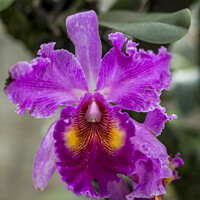 Buy canvas prints of Cattleya orchid by Marco Diaz