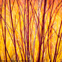 Buy canvas prints of SIberian dogwood resembles fire by Christina Hemsley