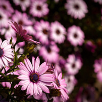 Buy canvas prints of pink cape daisy with purple center by Christina Hemsley