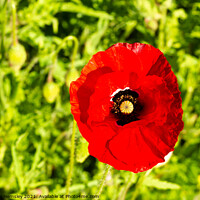 Buy canvas prints of Single red poppy in a green field  by Christina Hemsley