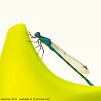 Buy canvas prints of Blue dragonfly on a sippy cup - a Common Blue Damselfly by Christina Hemsley