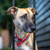 Buy canvas prints of A lonely greyhound waiting for its owner by Christina Hemsley