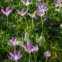 Buy canvas prints of Crocus and snowdrops in Spring by Christina Hemsley
