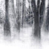 Buy canvas prints of Misty Magic Beech Trees by Barbara Jones