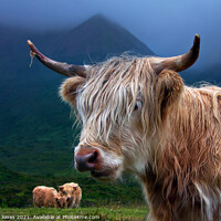 Buy canvas prints of Highland Cow at Sconser Isle of Skye. by Barbara Jones